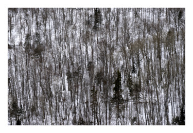La forêt