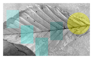 Feuille