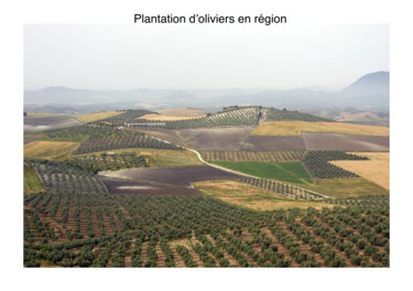 Plantation